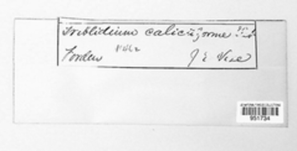Triblidium image
